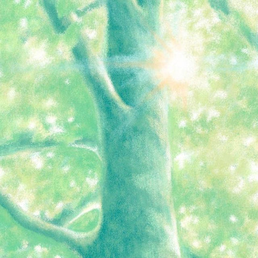 #DA2500095 day in the forest