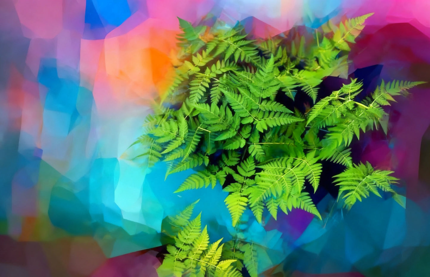 #DA2500540  Fern in Colorful Haze