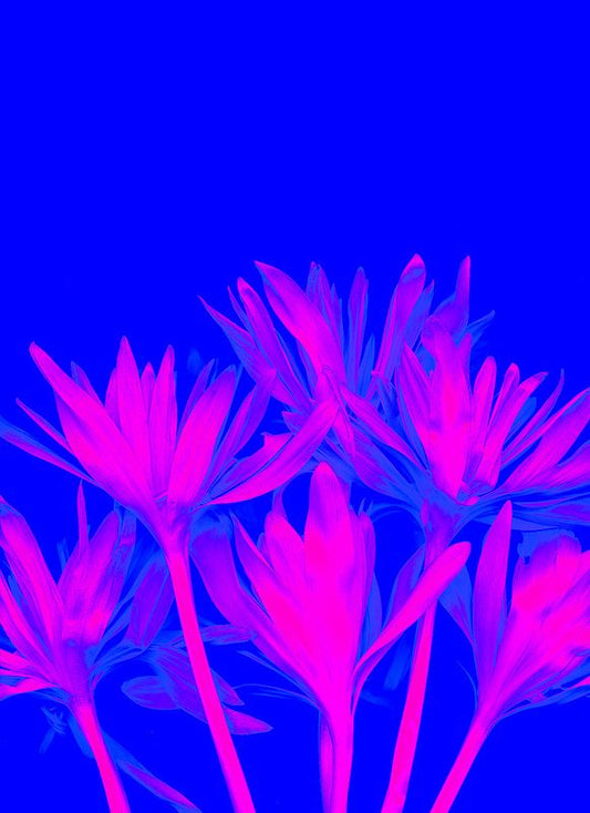 #DA2500105  ultraviolet