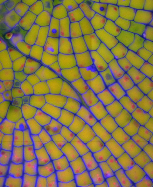 #DA2500125 stained